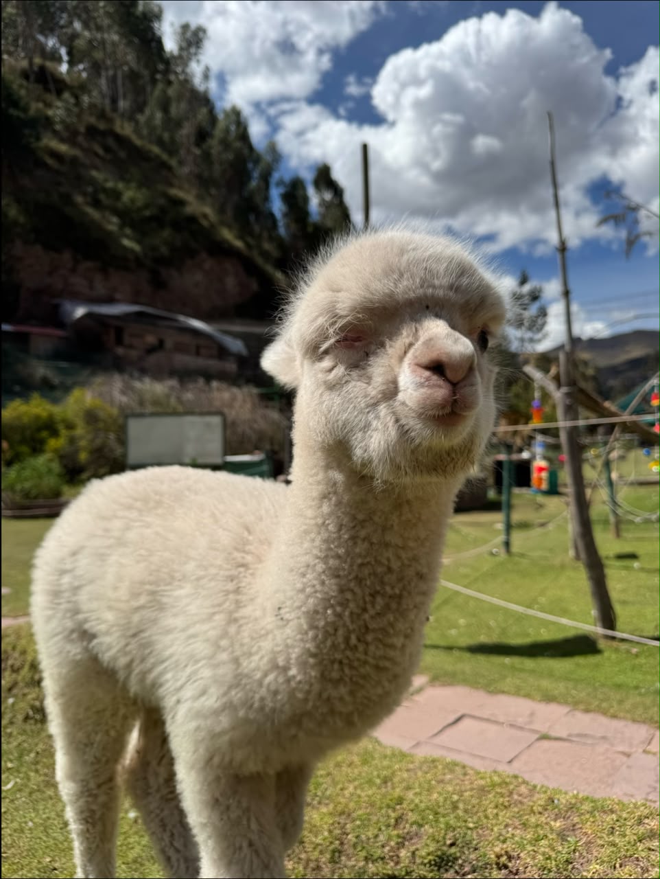 Alpaca en el Refugio