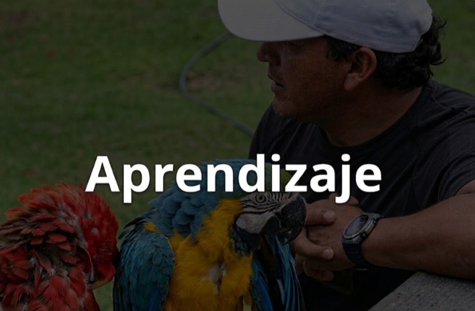 Aprendizaje