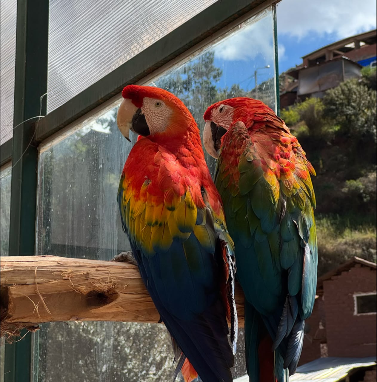 Loros en el Refugio