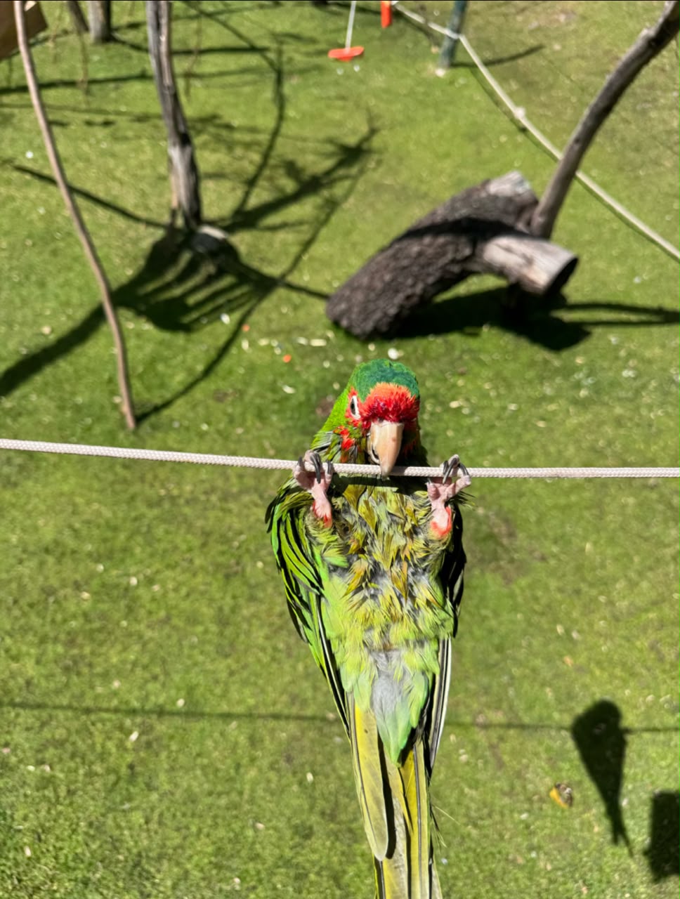 Loro Verde en el Refugio