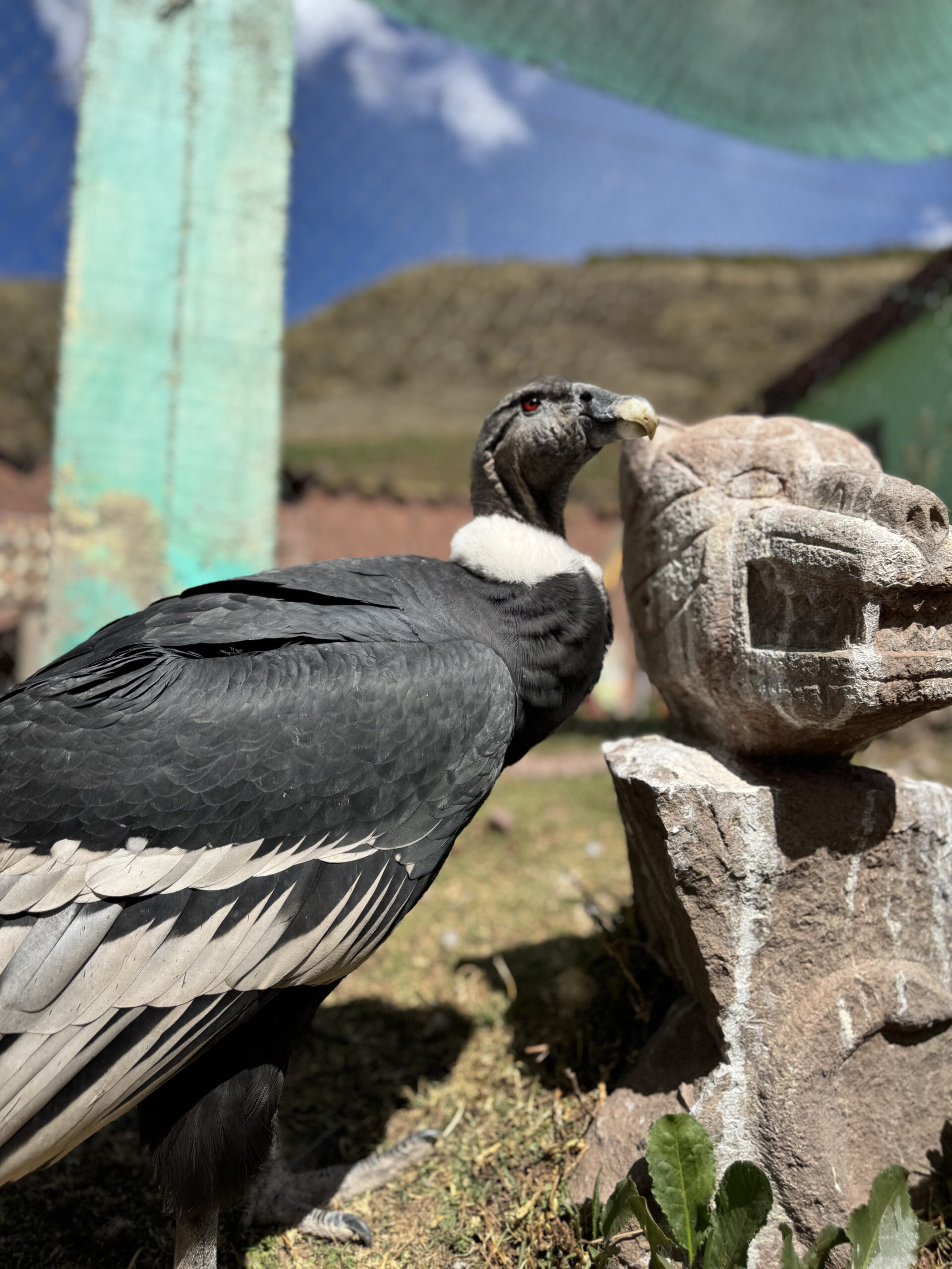 Cóndor foto 4
