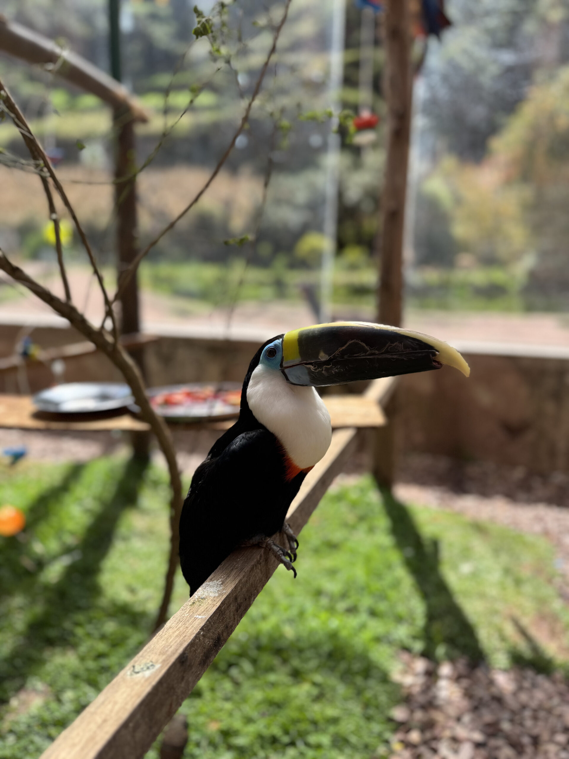 Tucán foto 3