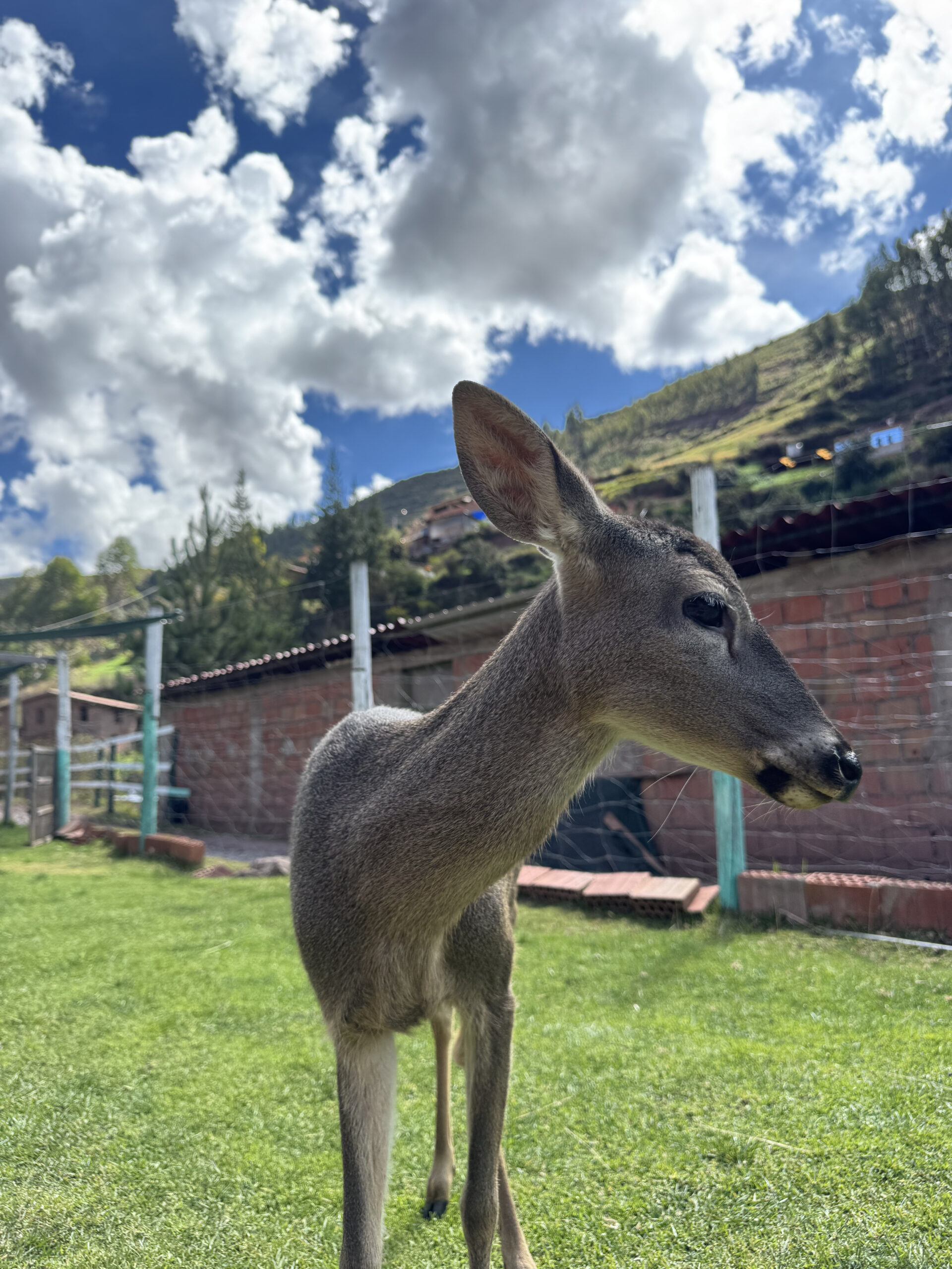 Venado Andino en el refugio