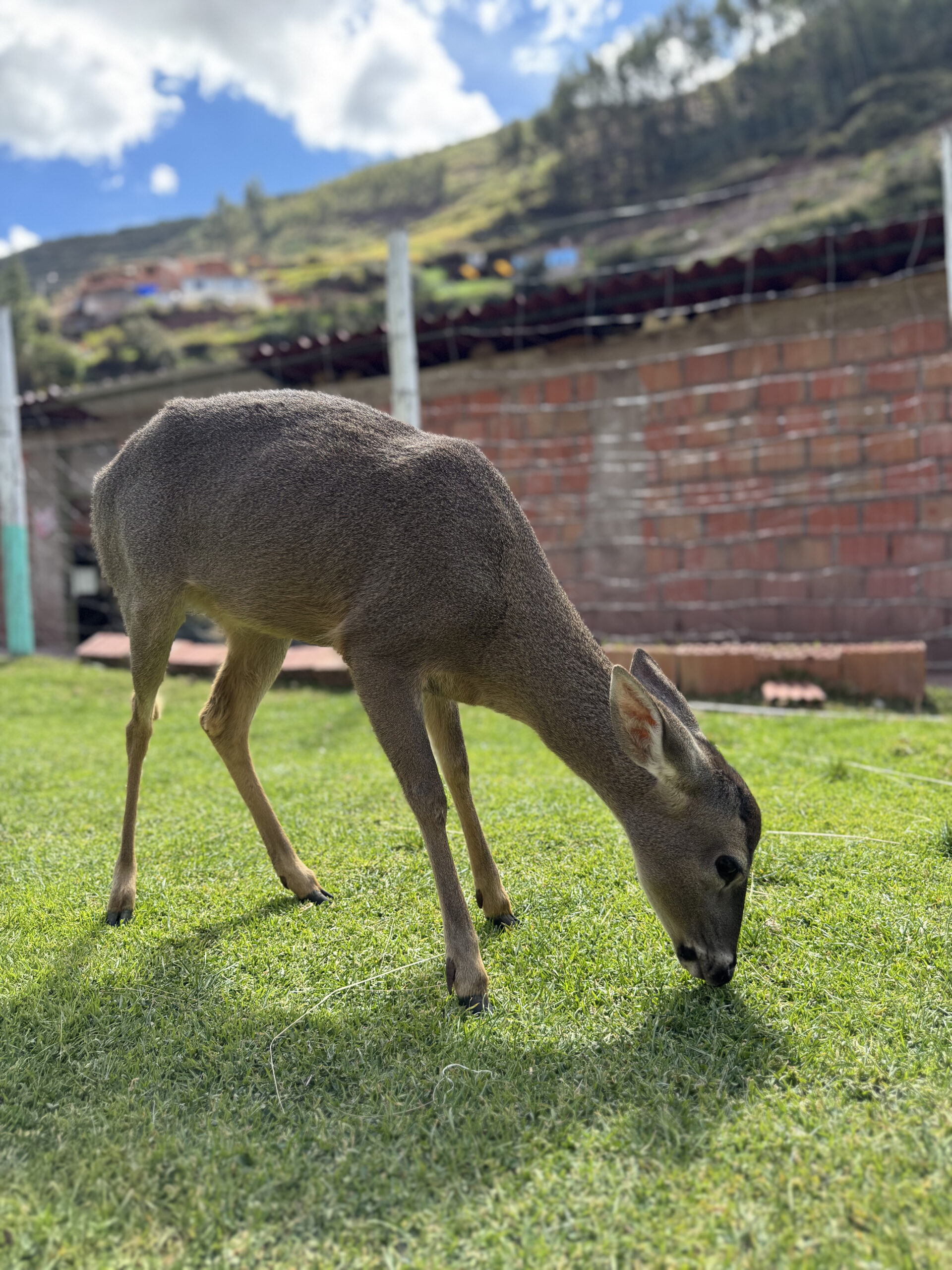 Venado Andino foto 2