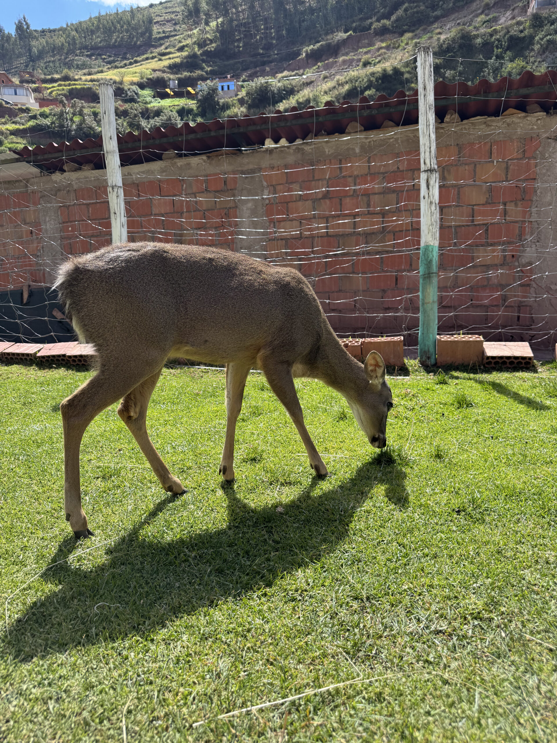 Venado Andino foto 3