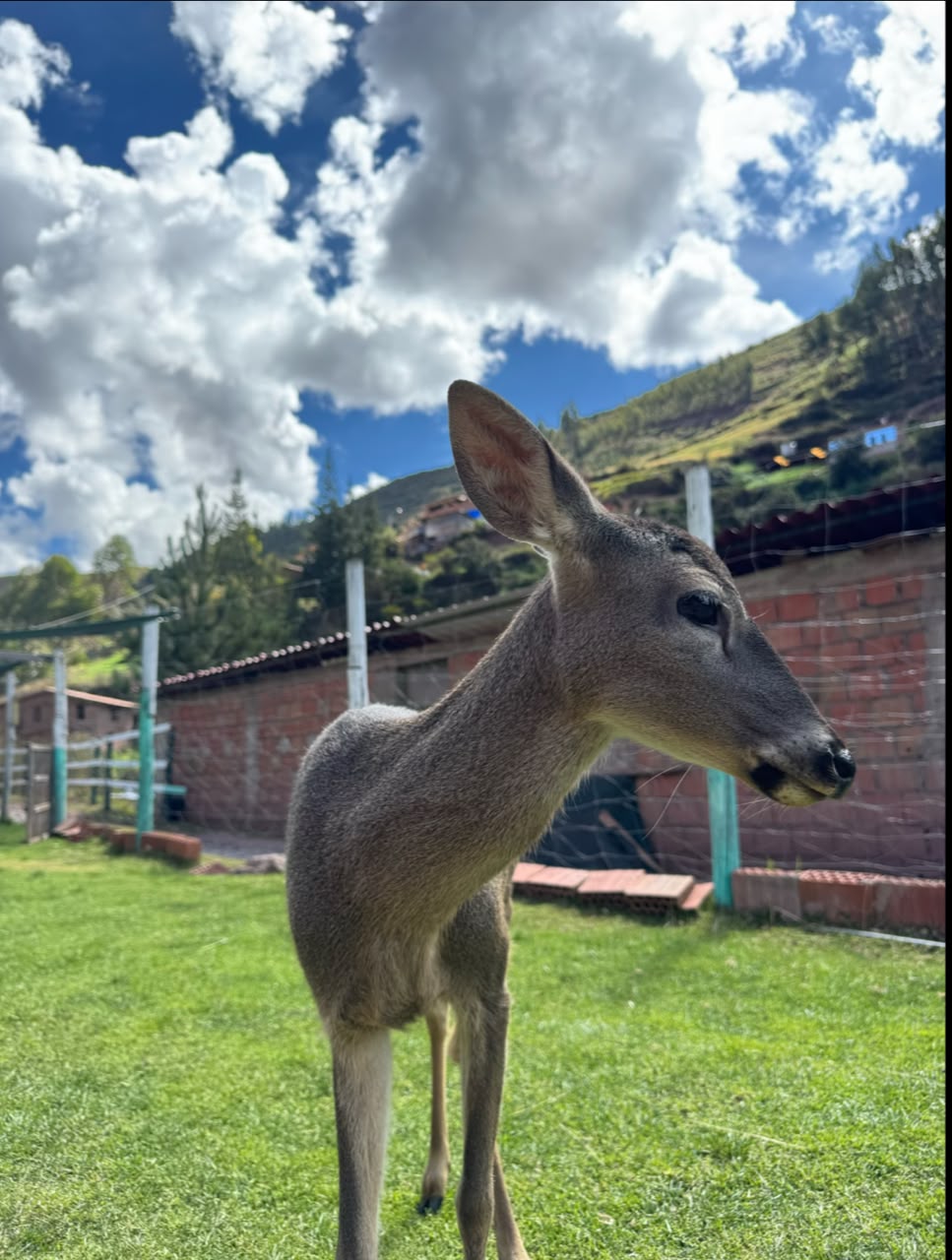 Venado Andino en el Refugio