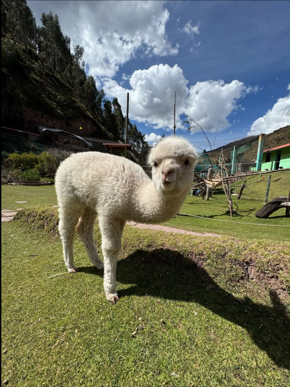 Alpaca andina en Cusco