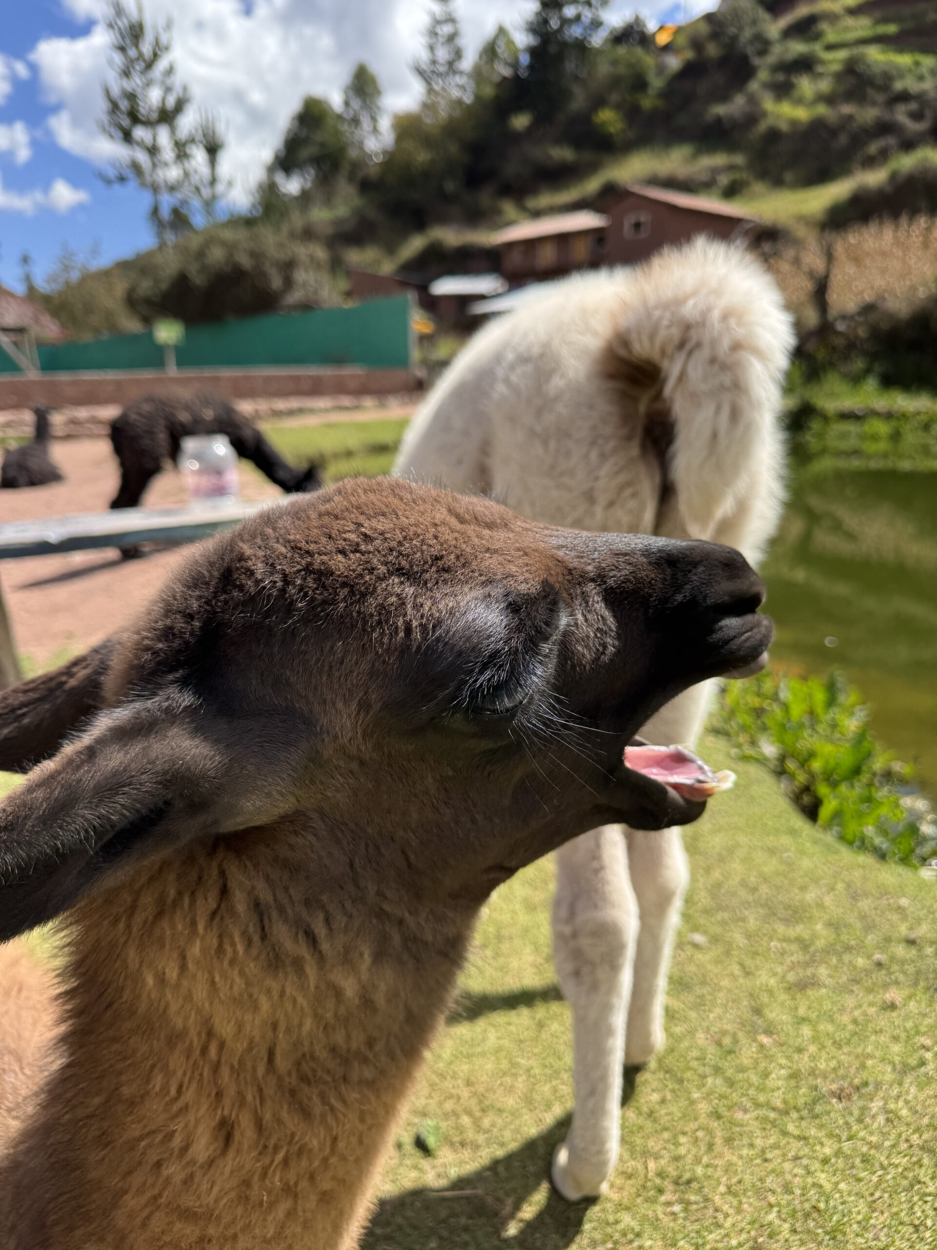 Llama andina