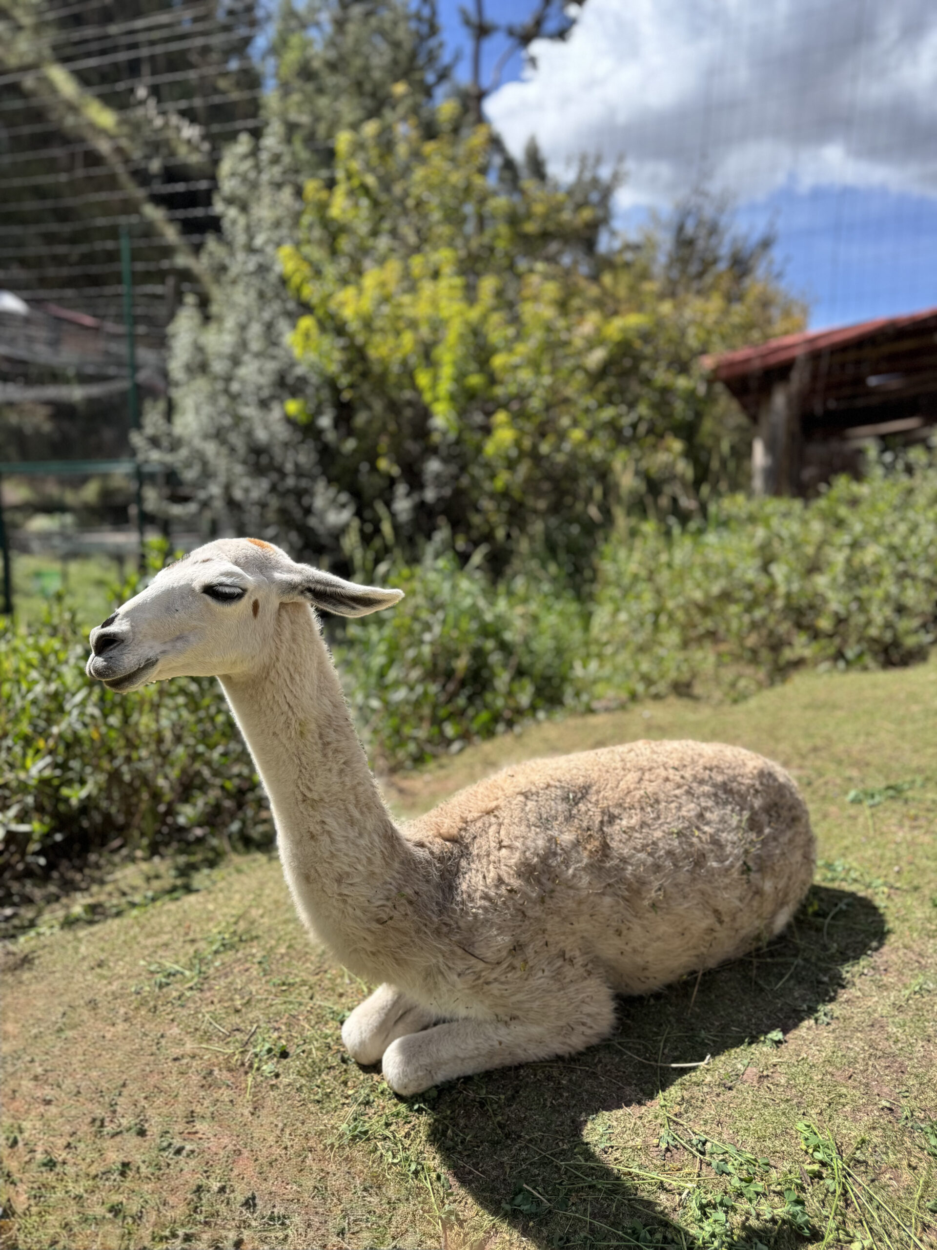 Llama