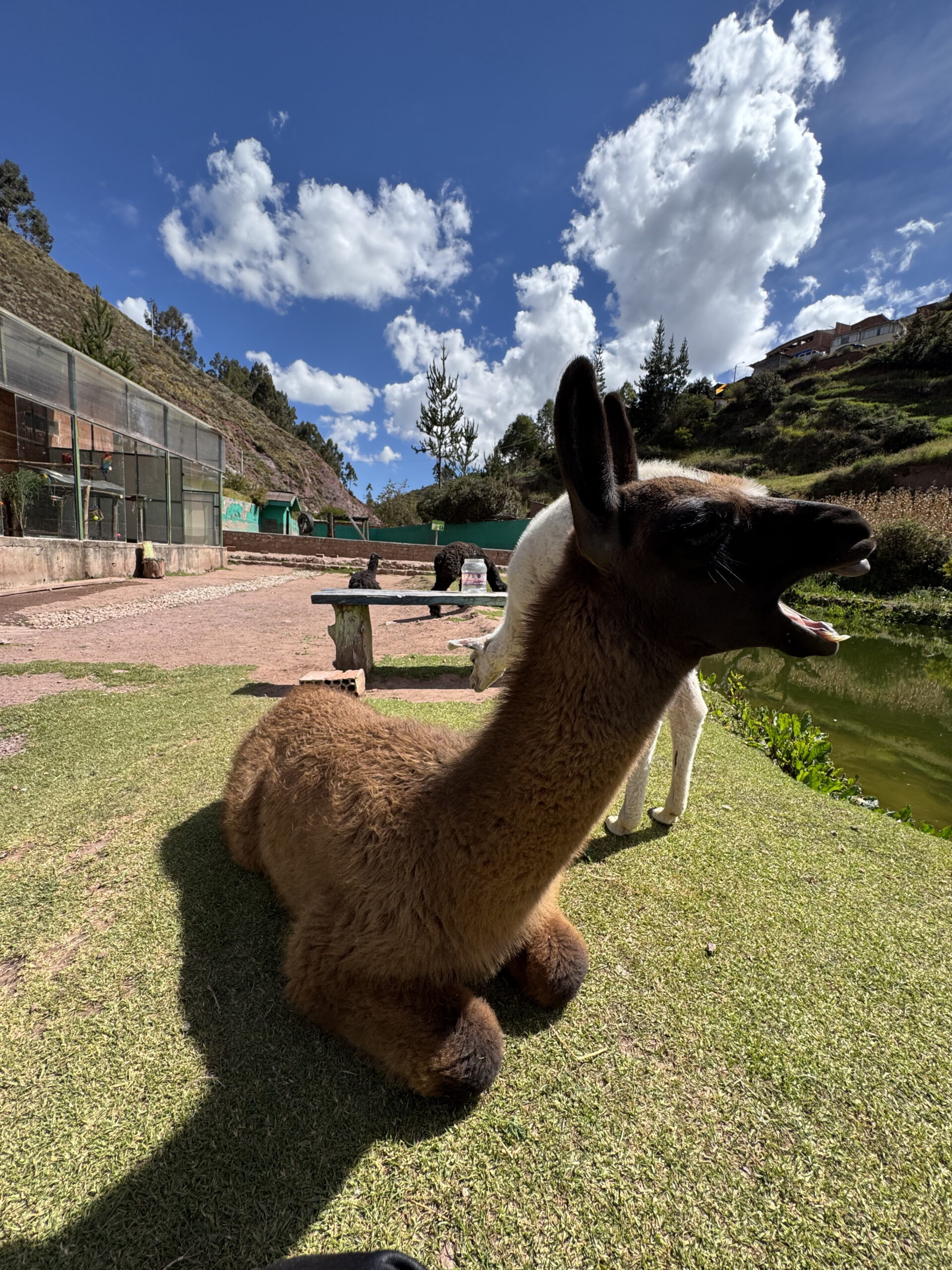 Llama sentada