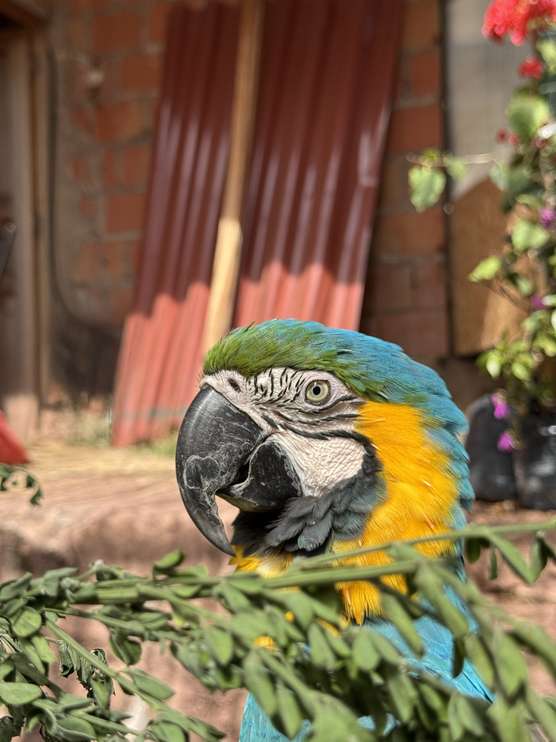Loro
