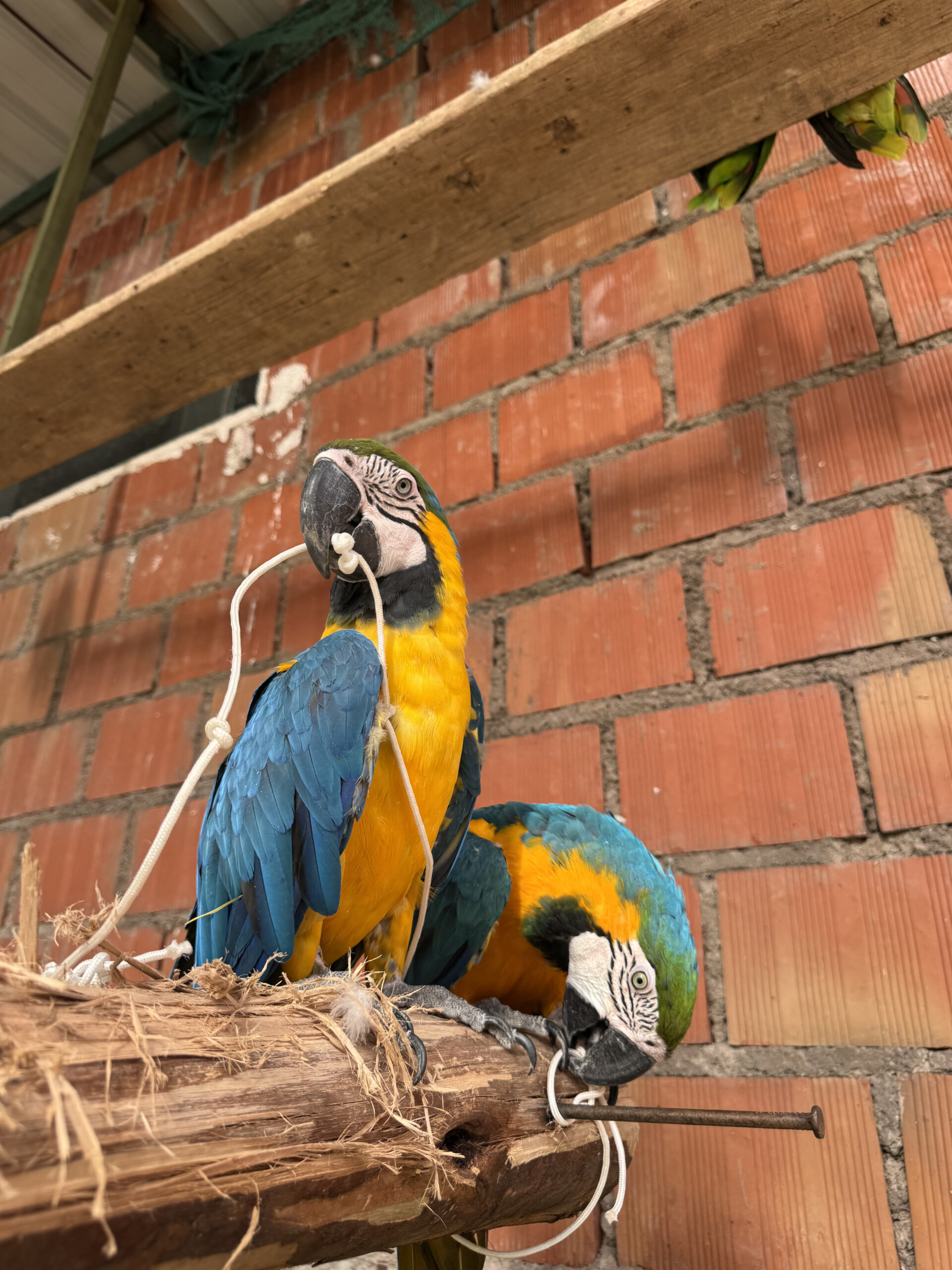 Huacamayo de pluma colorida