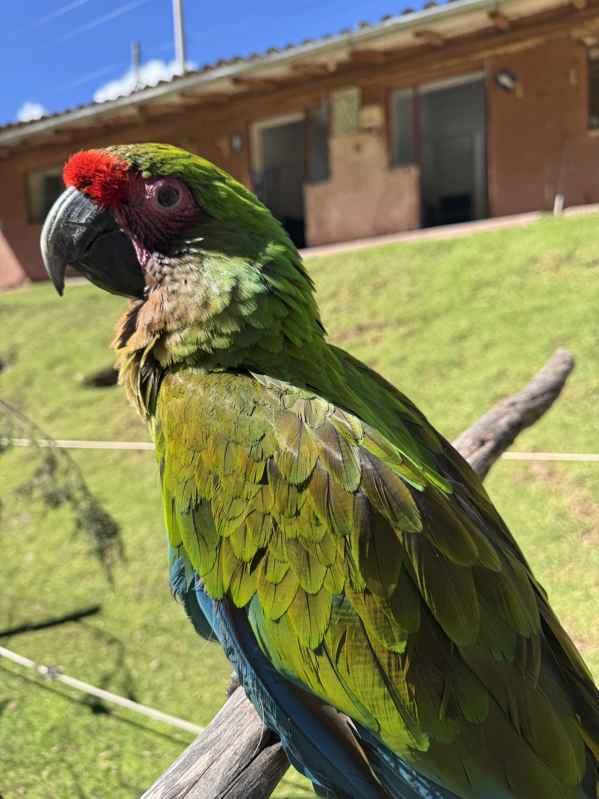 Huacamayo Verde video poster