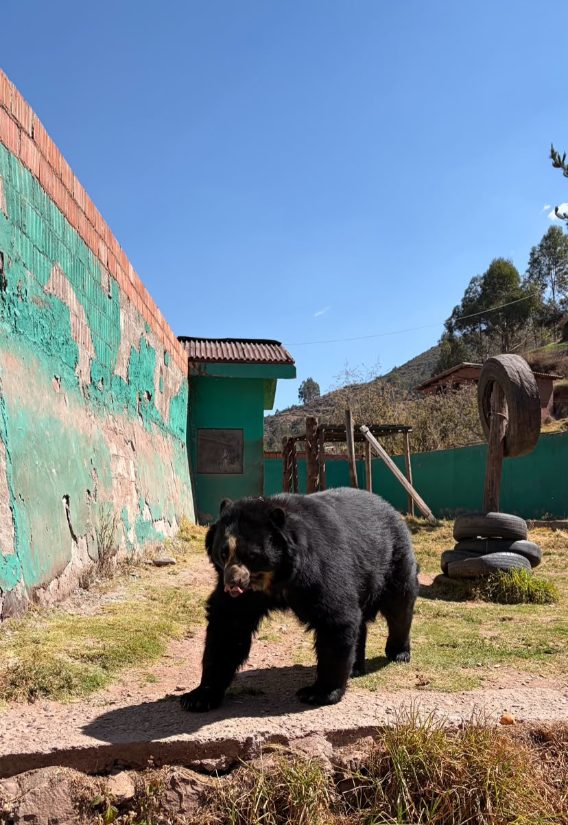 Oso