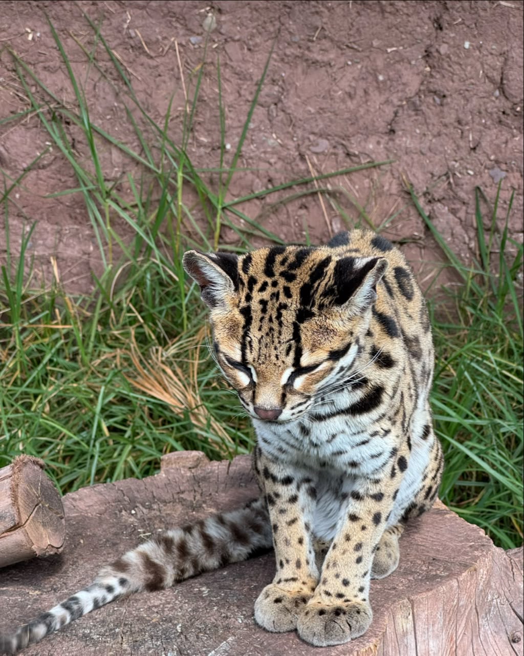 Fauna Rescatada