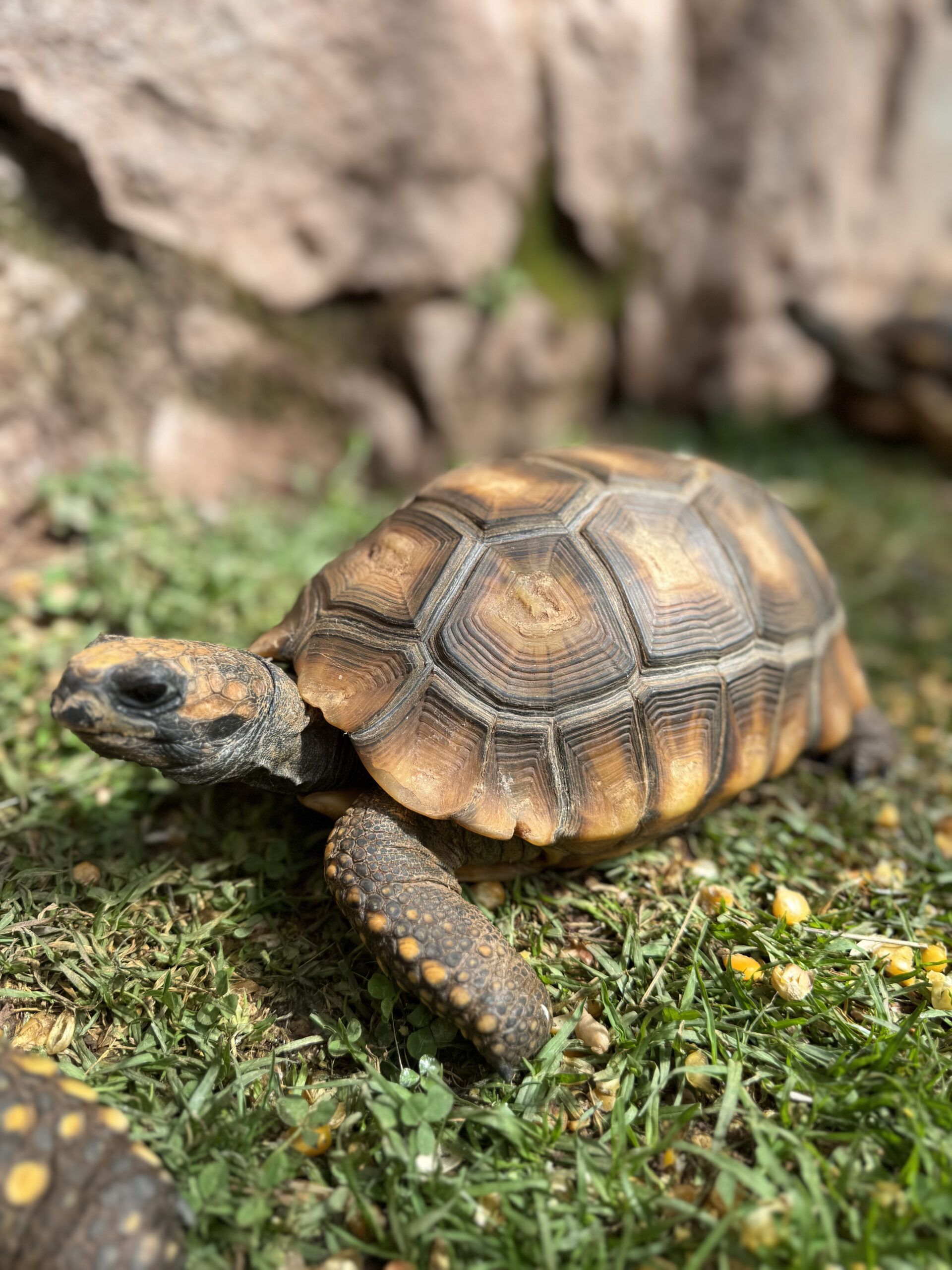 Tortuga Motelo