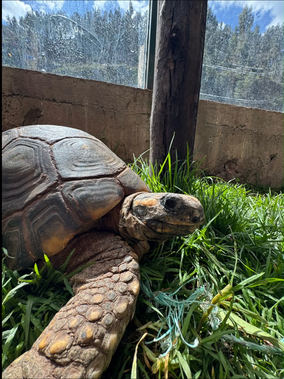 Tortuga Terrestre
